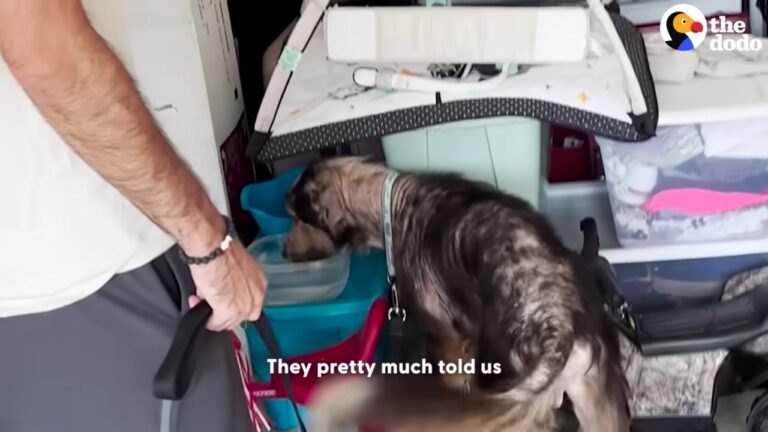 Texas Woman Finds A Hairless Creature Hiding In Her Car, But A Vet Visit Reveals A Heartwarming Truth