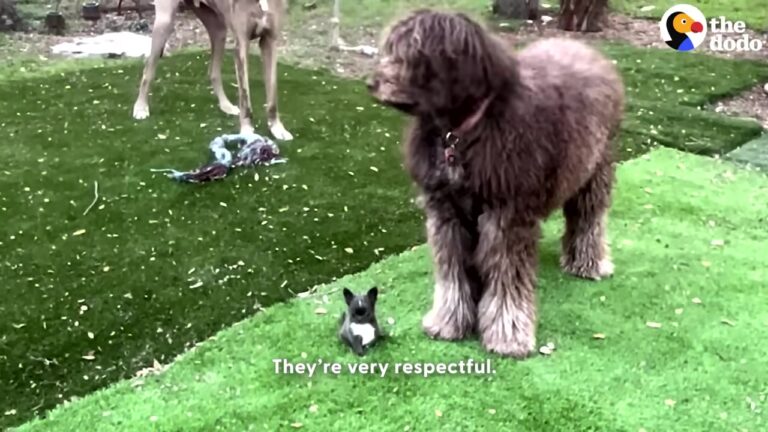 California Chihuahua Born With Three Legs Bosses Around Her Giant Foster Brothers