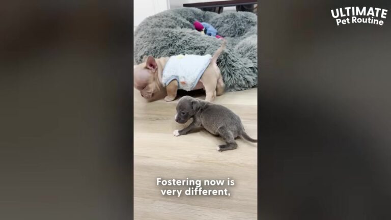Texas Vet Tech Takes In A Tiny Neonate Puppy And Discovers He Demands More Care Than Her Own Baby