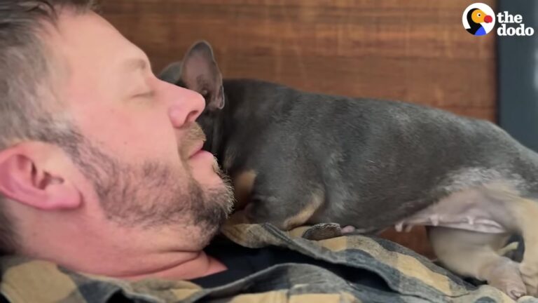 Oregon Frenchie Lived Years In A Tiny Cage Until One Meeting Melted A Reluctant Man’s Heart