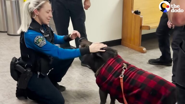 Texas Pig Trapped And Screaming Gets Rescued Thanks To One Bizarre Kitchen Utensil Trick