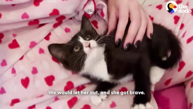 Texas Couple Hears A Tiny Cry In A Hardware Store And Find A Dusty Kitten Waiting For A Miracle