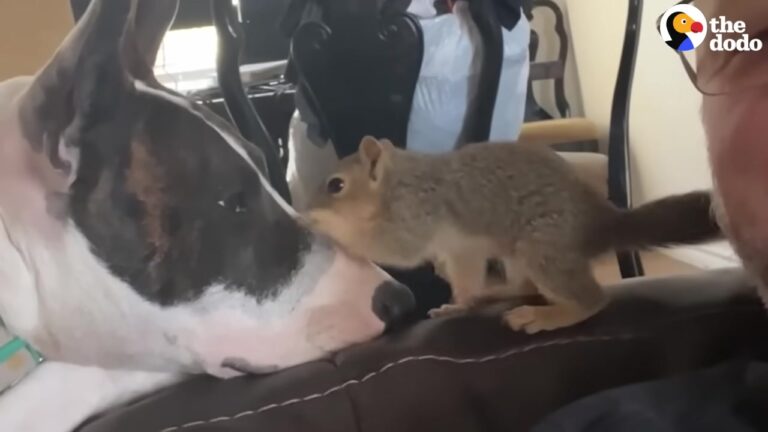 Florida Family Rescues A Fallen Baby Squirrel, But Their Dog’s Gentle Reaction Changes Everything