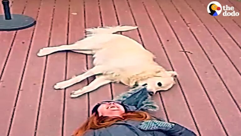 Texas Dog Grabs His Owner’s Hood And Gives Her Exactly What Her Heart Needed