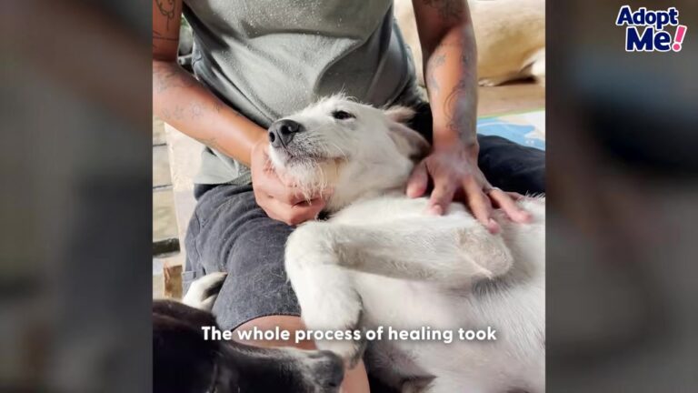 California Puppy Ignored On A Crowded Beach Overcomes Painful Condition To Find His Smile Again