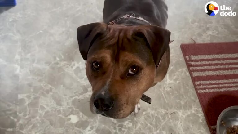 Texas Dog Left Behind By His Family Gets Hit By A Car, But A Stranger Steps In To Change His Fate