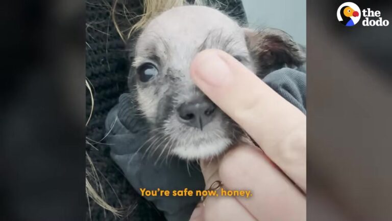 Texas Rescuer Made A Heartbreaking Promise To A Tiny Puppy, And How She Kept It Will Bring You To Tears