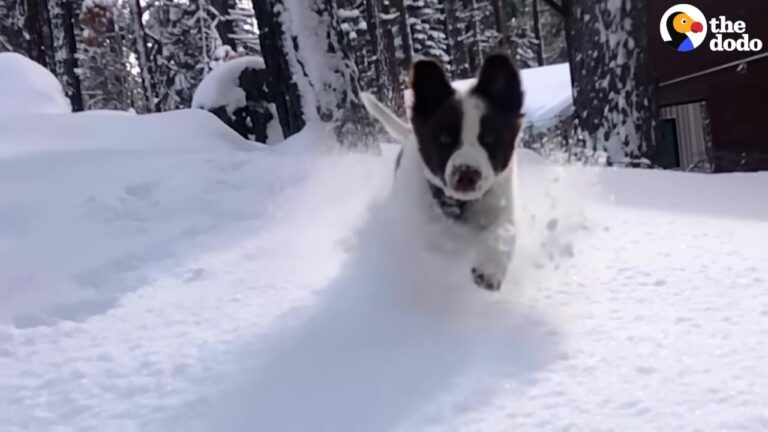 Washington Dog Sees His Owner’s Winter Gear And Discovers A Passion That Changes Their Lives
