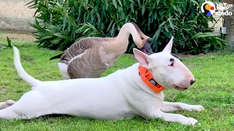 California Dog Was Always Timid Until A Honking Little Sister Changed His Life Forever