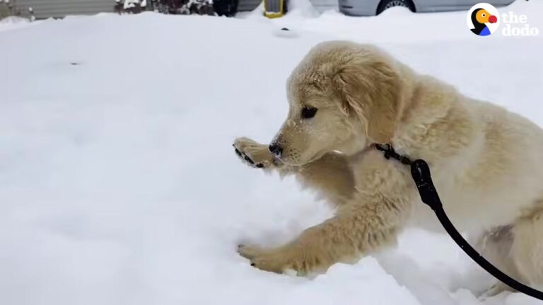 Wisconsin Dog Discovers The Winter Snow And Refuses To Come Back Inside
