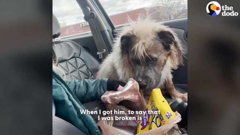 Michigan Woman Adopts Dog Returned Six Times, Then A Stranger At The Grocery Store Reveals A Stunning Secret