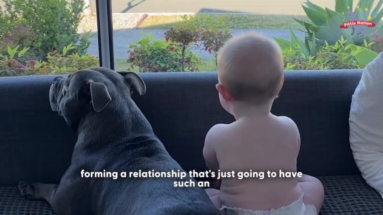 California Family Warned About Their Staffy Around A New Baby Capture The Sweetest Unfolding Bond