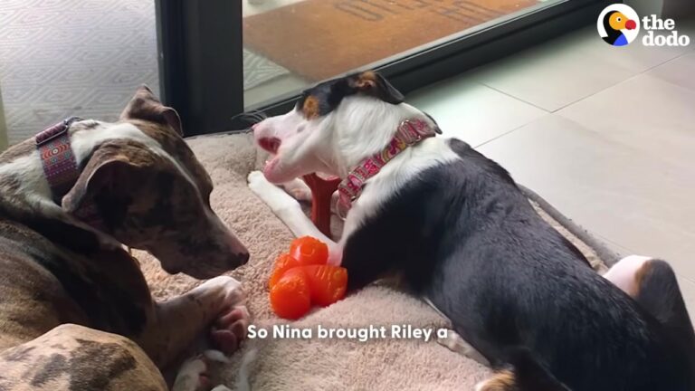 Florida Dog Was Sad Whenever Her Friends Left, Until A Timid Stray From The Bahamas Changed Everything