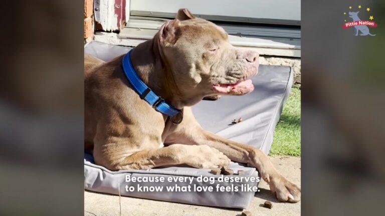 Texas Pit Bull Tied Up For 13 Years Finally Learns What True Love Feels Like