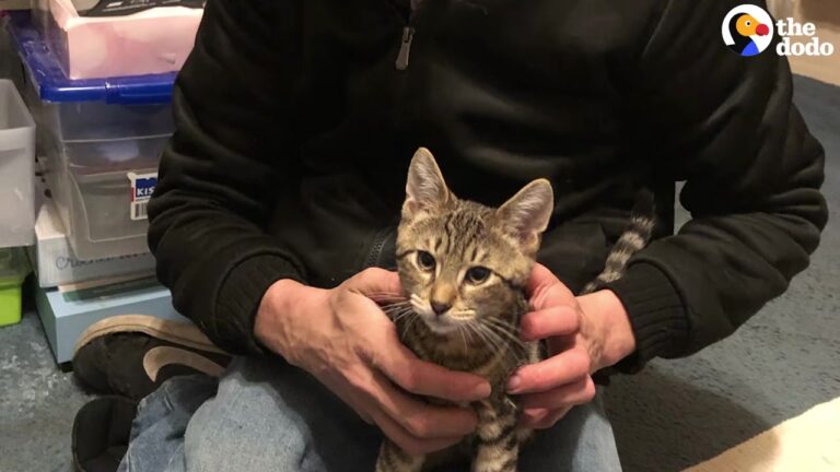 California Rescuer Chases Down A Frightened Cat And Realizes Exactly Who She Was Meant To Keep