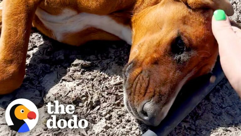 California Rescuers Spot A Little Brown Lump In An Orchard And Are Left Stunned By Her Will To Live
