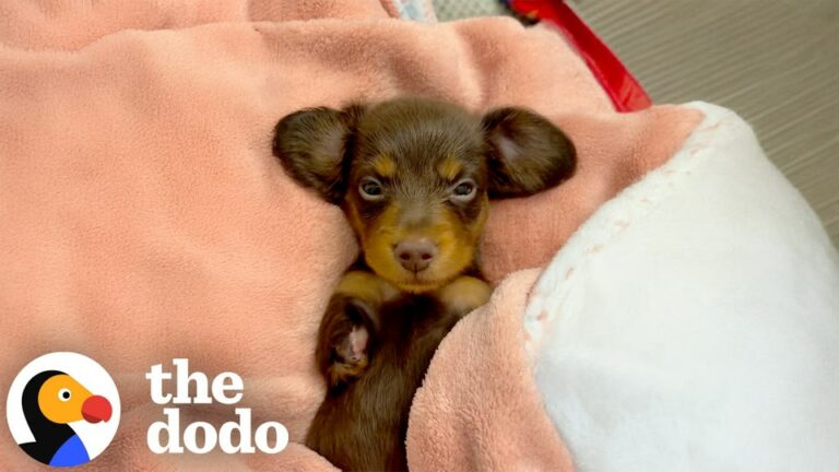Texas Puppy Lost Three Legs On The Night She Was Born, Yet Her Unstoppable Spirit Leaves Everyone Stunned