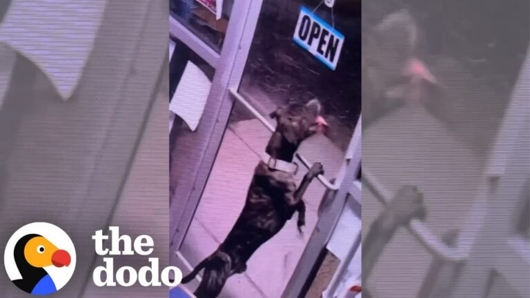 West Virginia Dog Escapes From His Shelter Kennel And Reveals An Incredible Truth