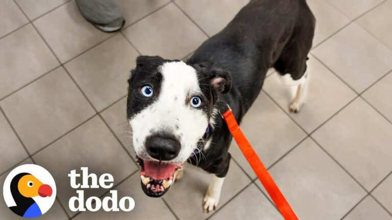 Texas Shelter Begs For Help Before A Freezing Storm, And The Community’s Response Leaves Kennels Completely Empty