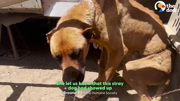 California Dog Tied Up For A Month Gets Cut Free And Shows Rescuers His True Heart