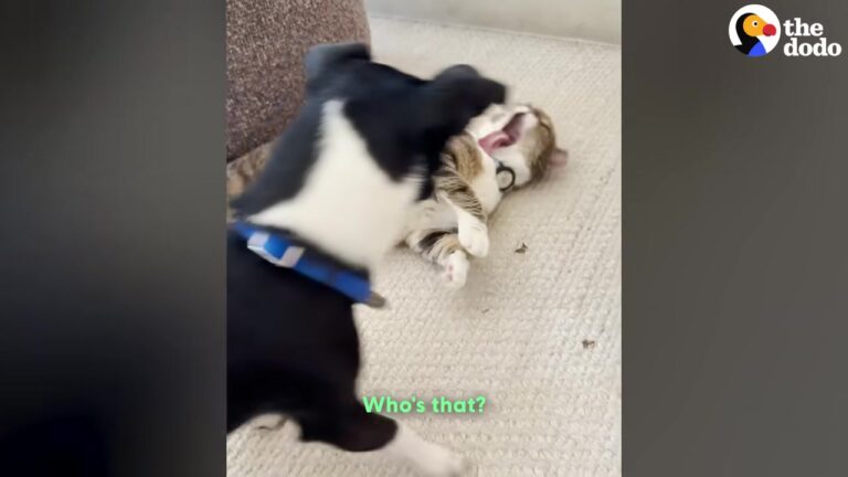 California Couple Brings Home A Dumped Dog To Meet Their Grumpy Cat And Are Left In Complete Shock