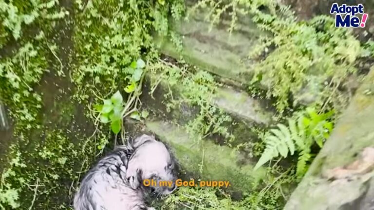 Texas Rescuer Finds A Freezing Puppy In The Rain, Then Makes A Promise That Changes Everything