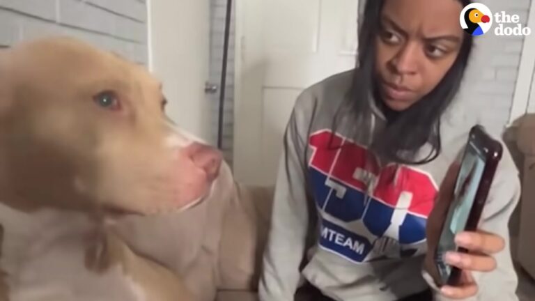 Georgia Grandma Tries To Expose Her Perfect ‘Grand-Dog’ To His Mom, But The Intervention Takes A Hilarious Turn