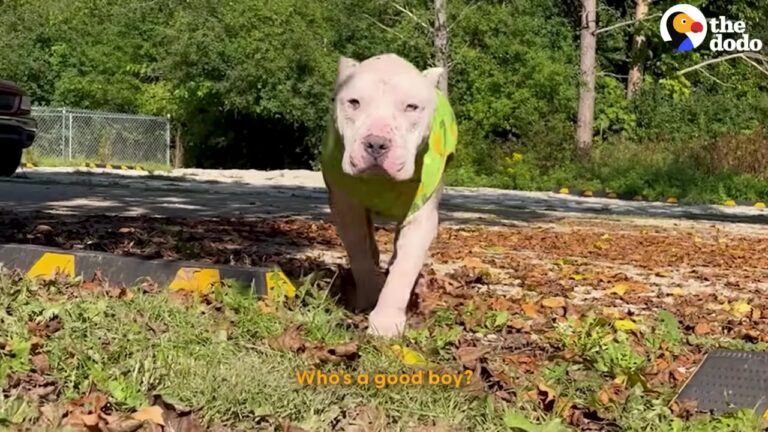 Texas Dog Arrived With Burning Skin And Rampant Allergies, But A Christmas Decision Changed Everything