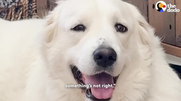 Texas Couple Rescues A Stray White Dog From Their Yard, But A Routine Vet Visit Reveals A Jaw-Dropping Secret