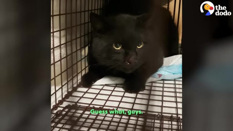 Michigan Dog Was Constantly Followed By A Stray Cat Until One Cold Day Changed Everything