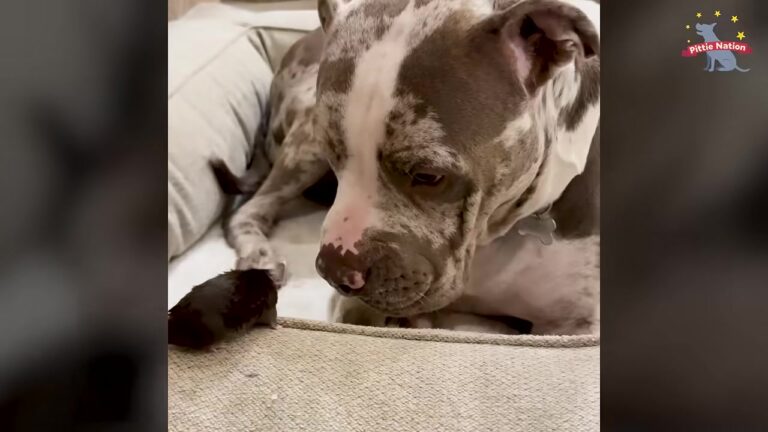 California Mouse Was Seconds Away From Becoming Snake Food Until A 92-Pound Pit Bull Changed Her World Forever