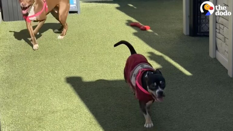 California Dogs Dumped Back At Overcrowded Shelter Find Comfort In The Sweetest Way Possible