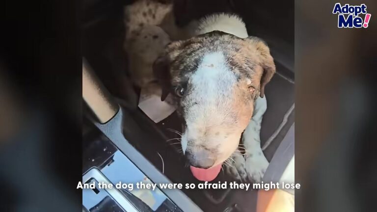 Texas Dog Faced His Final 24 Hours Until A Determined Rescuer Decided To Rewrite His Story