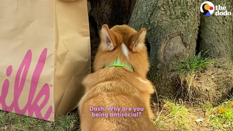 California Dog Prefers His Own Company, And His Solo Antics Leave His Family In Stitches