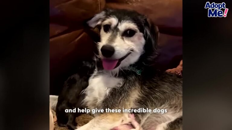 California Rescuer Saves Two Stray Dogs Near A Stadium And Gets The Surprise Of A Lifetime