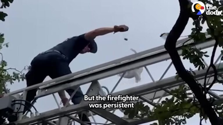 Florida Rescuers Spot A Trapped Animal 50 Feet In The Air And Make A Heart-Stopping Discovery