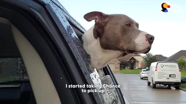 Texas Dog Was So Hungry He Ate Plastic, But A Life-Saving Surgery Changes Everything