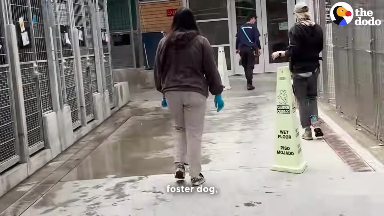 People walking down an outdoor corridor lined with metal dog kennels at an animal shelter.