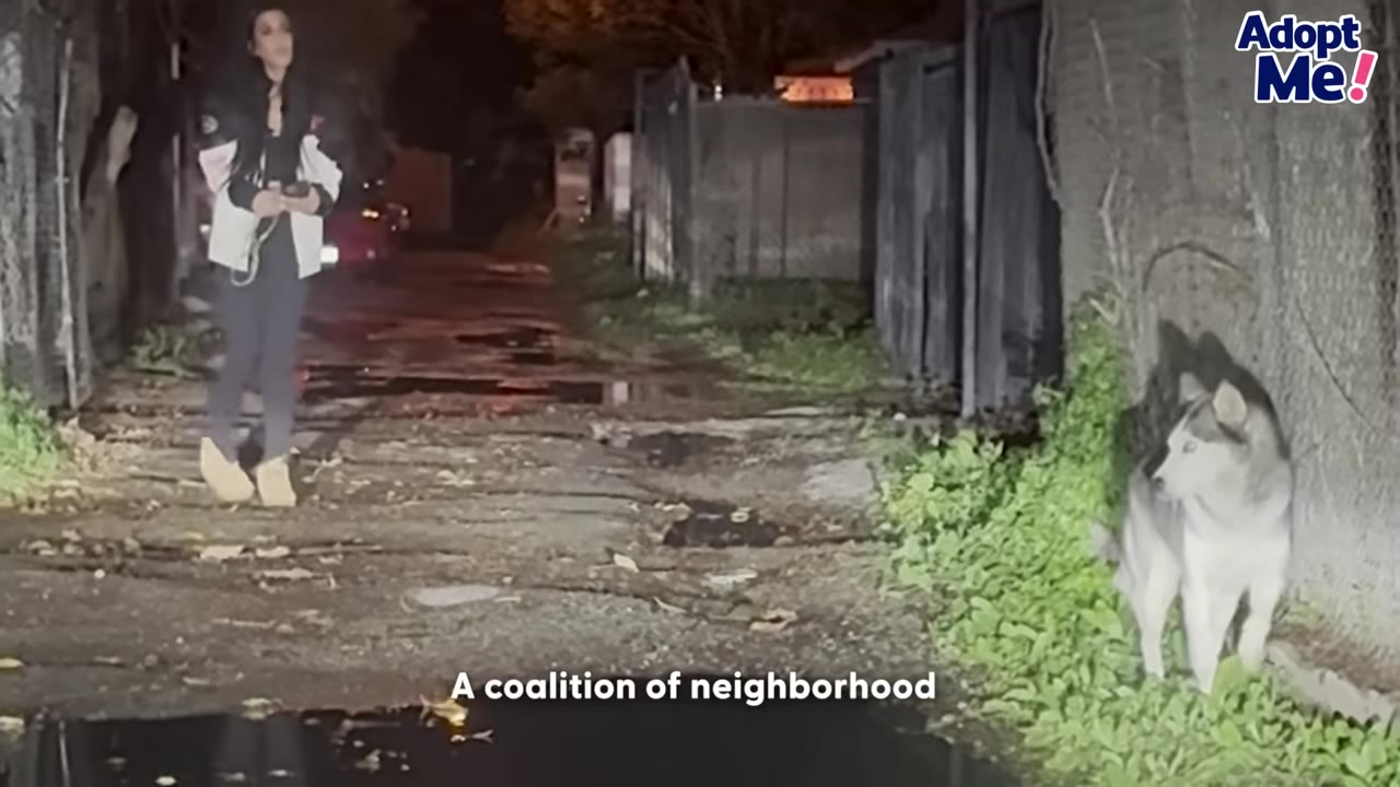 A woman stands in a wet alleyway at night, looking towards a husky dog standing near a fence on the right.