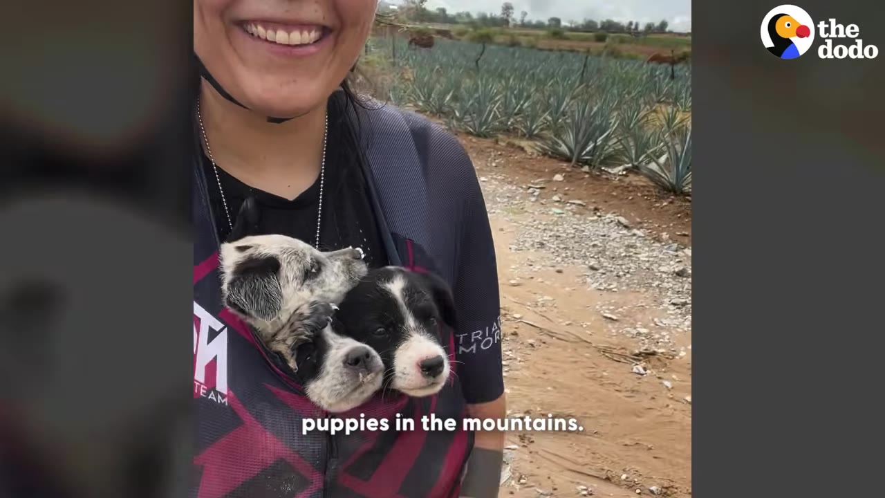 A smiling woman wearing a cycling jersey with three small black and white puppies tucked inside the front zipper.
