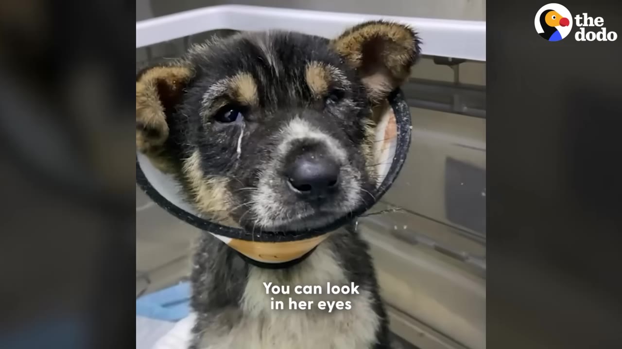 A close-up of a small, scruffy black and tan puppy wearing a protective medical cone, with a visible tear running down from its left eye.