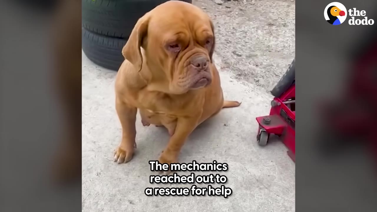 A heavily pregnant brown dog with a sad expression sits on a concrete ground next to a red car jack.