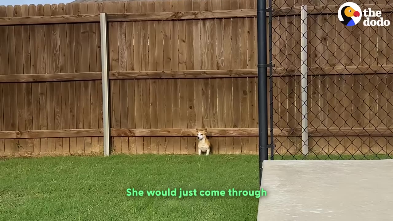A small tan and white dog stands in a grassy yard near the bottom of a tall wooden fence.