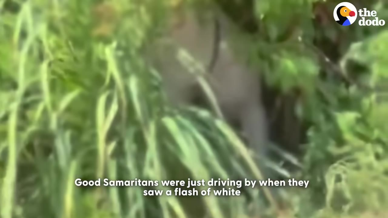 A blurry white animal shape is partially visible behind thick green bushes and tall grass.