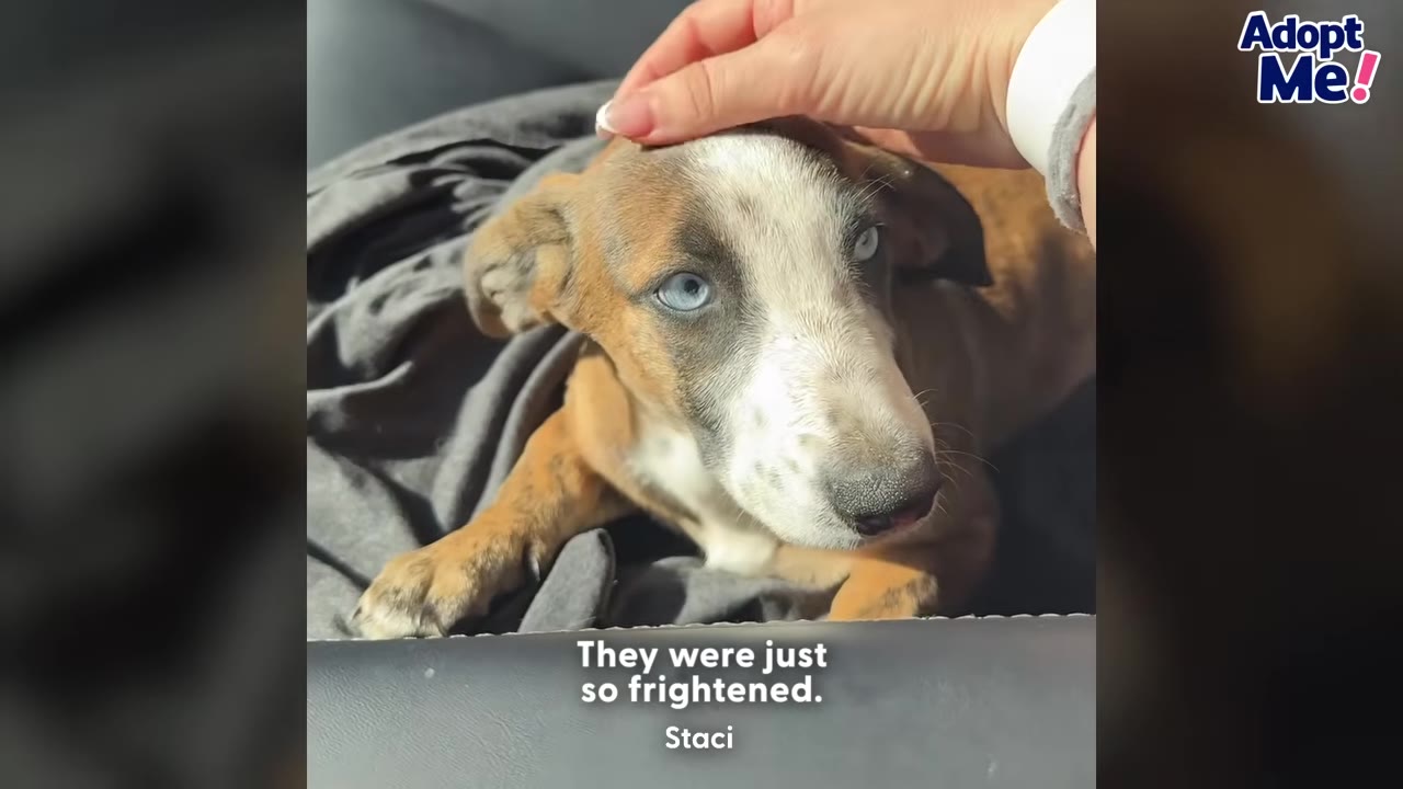 A close-up of a brown and white puppy with striking blue eyes looking up with a worried expression as a hand gently pets its head.
