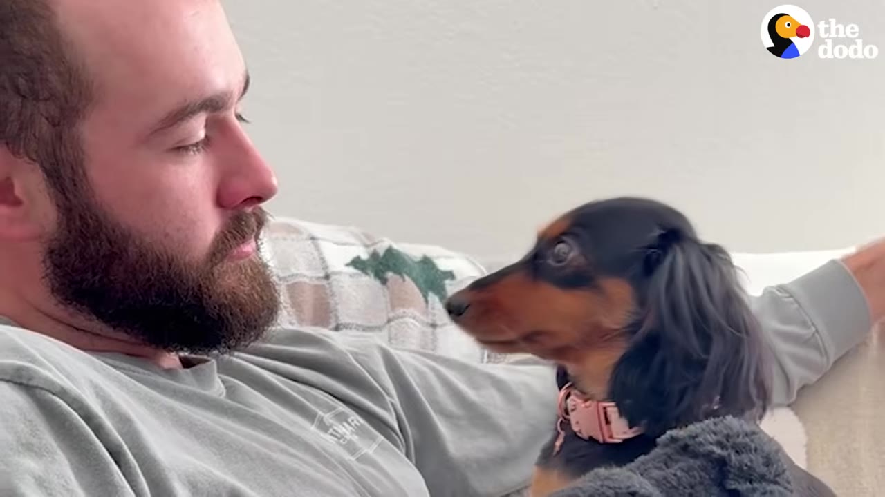 A black and tan long-haired dachshund wearing a pink collar gazes intently at a bearded man sitting on a couch.