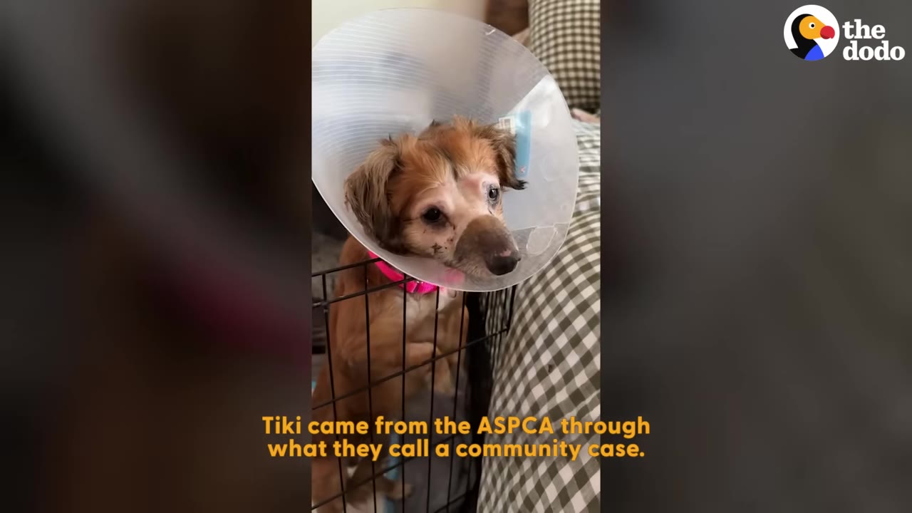 A small brown dog wearing a plastic protective cone stands inside a wire crate, looking up with wide, sad eyes.