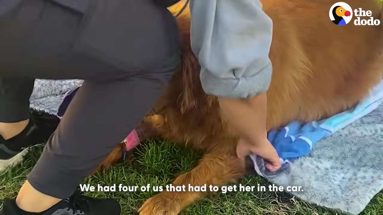 A close-up shot of a rescue worker's hands helping a very overweight golden retriever dog lying on a blanket on the grass.