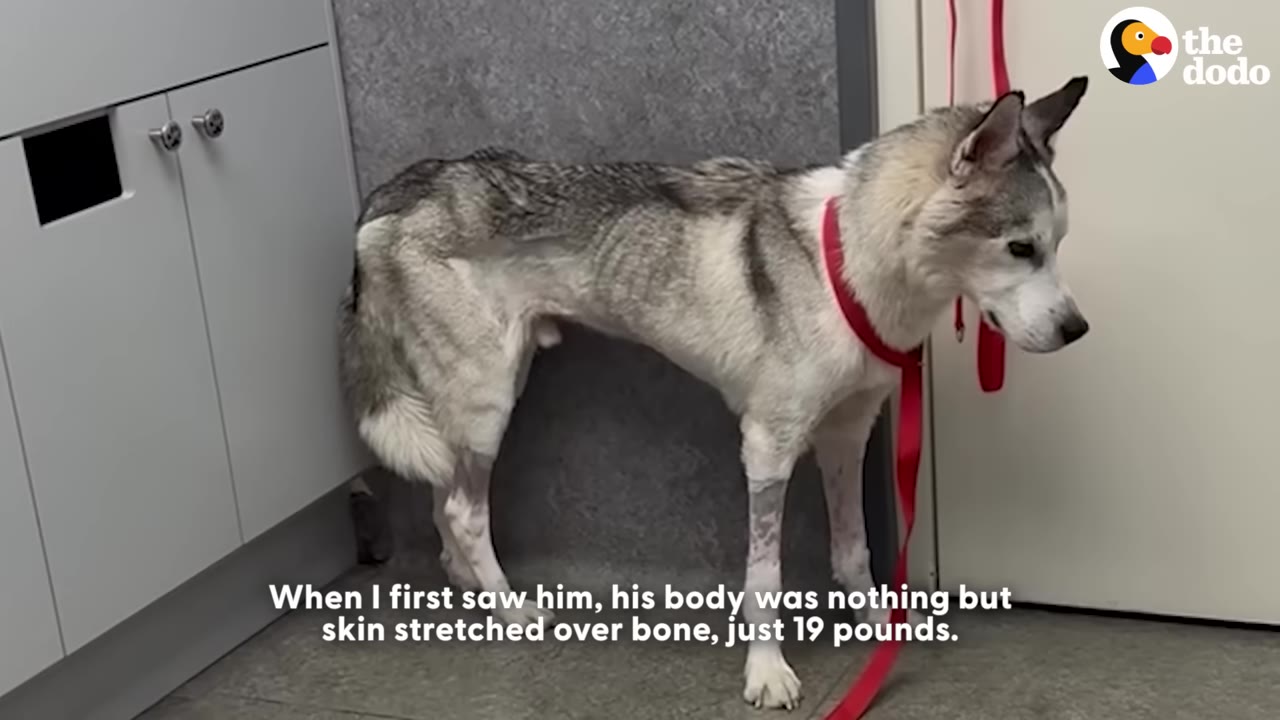 An emaciated husky-type dog with a red leash stands in a room, showing a very thin, frail body where its ribs and bones are visible.