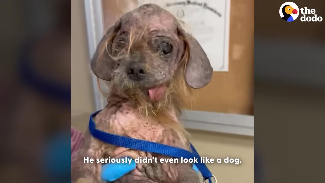 A small, severely neglected dog with extensive hair loss, scabby skin, and floppy ears looks directly at the camera while being held by a person wearing blue gloves.